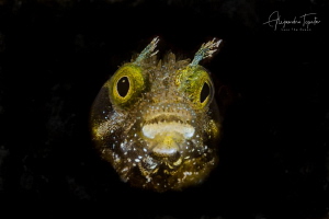Blenny Face, Klein Bonaire by Alejandro Topete 